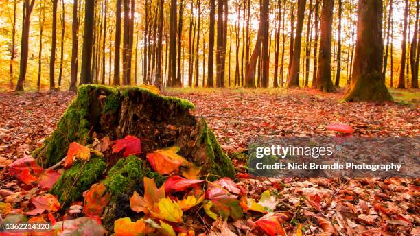 autumn colours. - oktober stockfoto's en -beelden