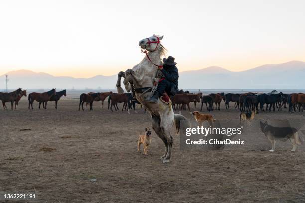 kovboy şapkalı adam atı şaha kaldırırken fotoğraflanmıştır - rearing up imagens e fotografias de stock