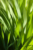 Gently moving green blades of grass