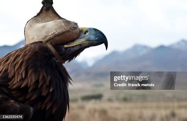 hooded eagle ( kyrgyzstan) - lake issyk kul stock pictures, royalty-free photos & images