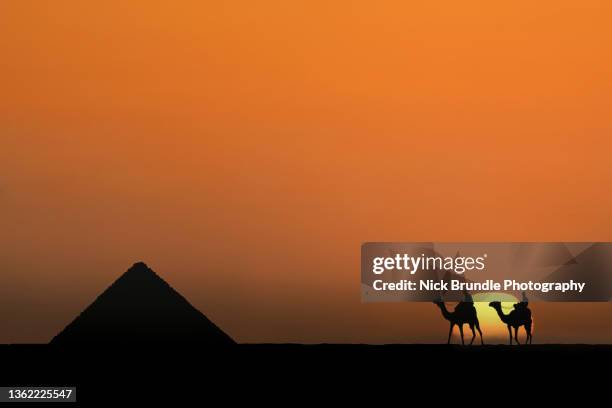 camels at the pyramids - chameau photos et images de collection