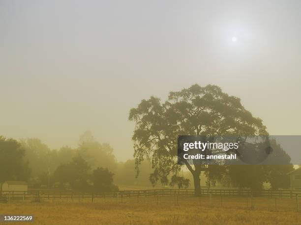 foggy morning on the cuesta grade - groenblijvende eik stockfoto's en -beelden