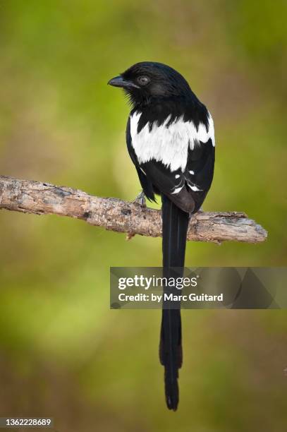 magpie shrike (urolestes melanoleucus) perched on a branch with a green background, tarangire national park, tanzania - magpie shrike stock pictures, royalty-free photos & images