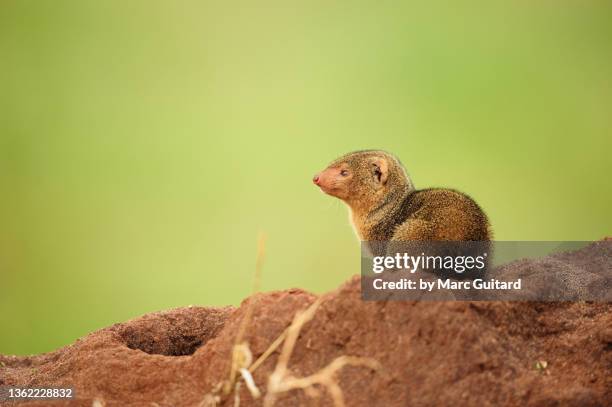 common dwarf mongoose (helogale parvula) on a termite mound, tarangire national park, tanzania - mongoose stockfoto's en -beelden