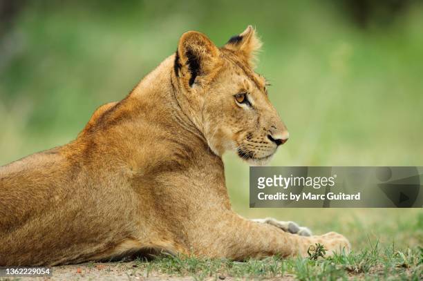 an african lion (panthera leo) resting in the grass, tarangire national park, tanzania - tarangire national park 個照片及圖片檔