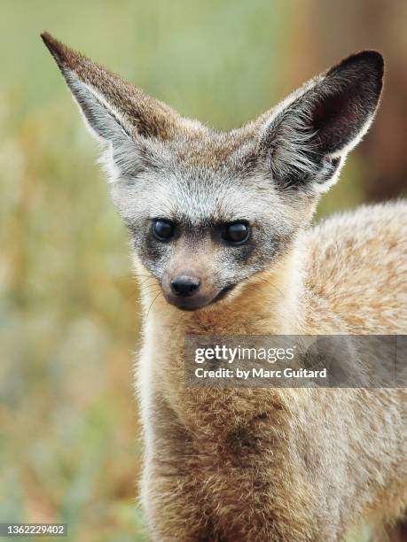 an alert bat-eared fox (otocyon megalotis), tarangire national park, tanzania - bat eared fox stock pictures, royalty-free photos & images