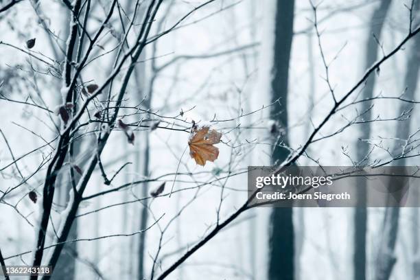 a single leaf hangs on the tree - autumn frost stock pictures, royalty-free photos & images