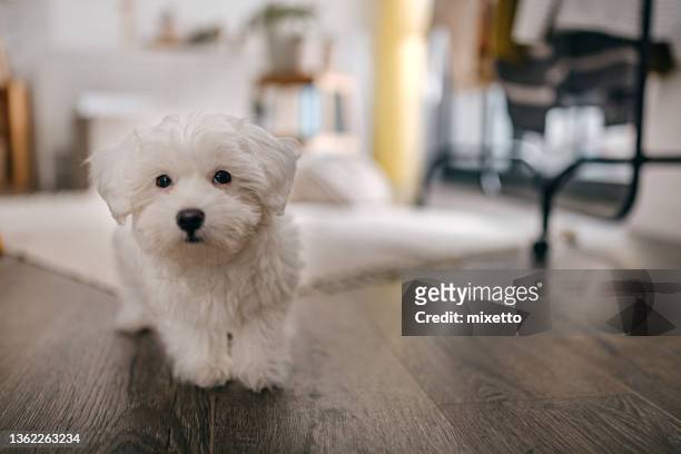 little maltese dog at home - maltese dog stock pictures, royalty-free photos & images