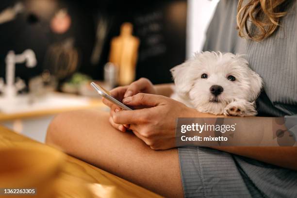 woman using smart phone with pet dog - cosy dog stock pictures, royalty-free photos & images