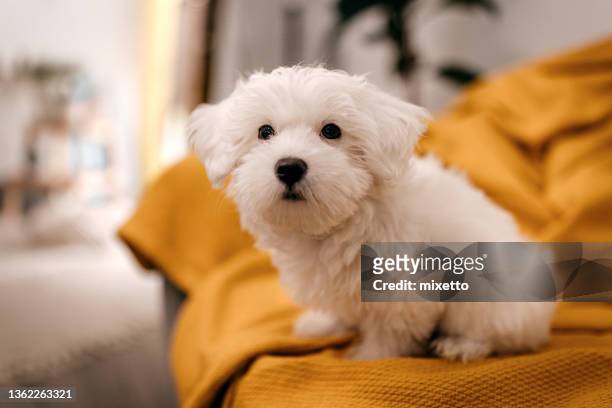 maltese dog sitting on sofa - maltese dog stock pictures, royalty-free photos & images