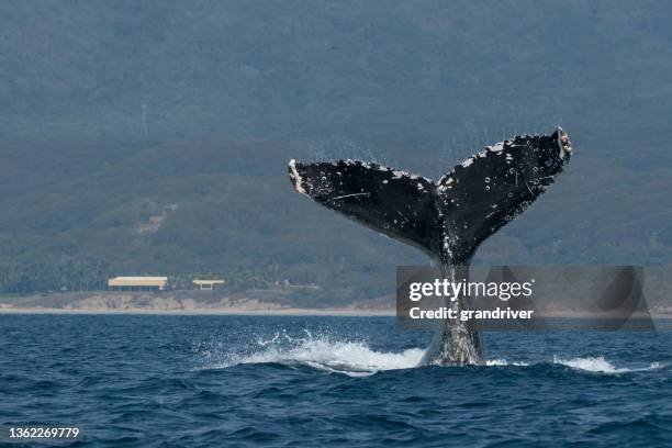 douve à queue de baleine à bosse dans la baie de banderas près de puerto vallarta jalisco au mexique par une journée ensoleillée - bay photos et images de collection