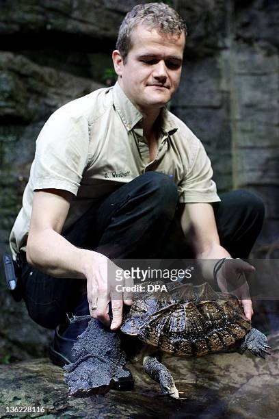 Guido Westhoff, leader of the tropical aquarium at the Hagenbeck zoo in Hamburg, northern Germany, measures matamata "Raffaello" during inventory on...