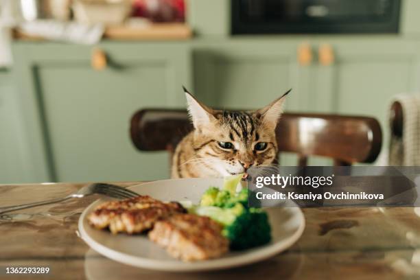 curious cat at the table. - cat food ストックフォトと画像