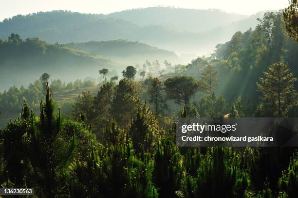 forest - madagascar photos et images de collection