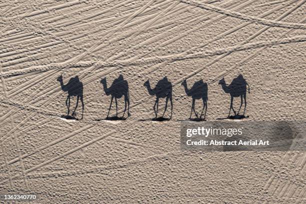 aerial shot showing five camels and their shadows following each other through the desert, dubai, united arab emirates - méharée photos et images de collection