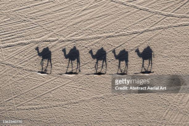 aerial shot showing five camels and their shadows following each other through the desert, dubai, united arab emirates - animals following stock pictures, royalty-free photos & images