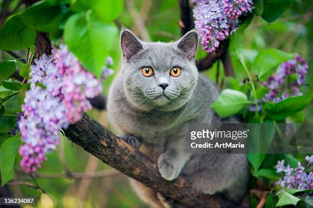 cute kitten walking on a tree - short trees bildbanksfoton och bilder