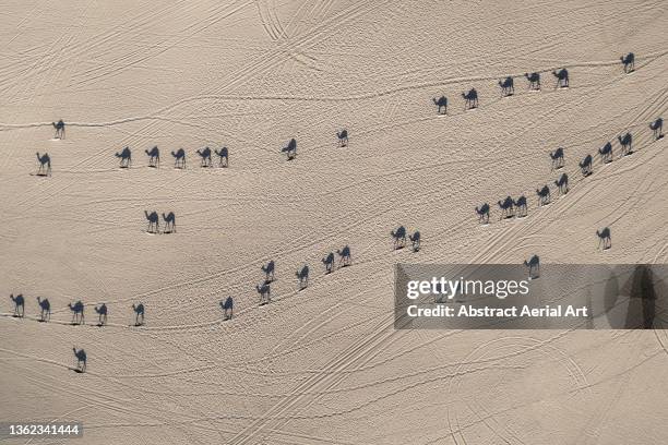 large group of camels travelling across the desert photographed from above, dubai, united arab emirates - arabia travel stock pictures, royalty-free photos & images