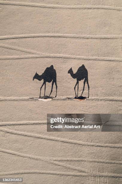 two camels and their shadows following each other across the desert, dubai, united arab emirates - shadow following stock pictures, royalty-free photos & images