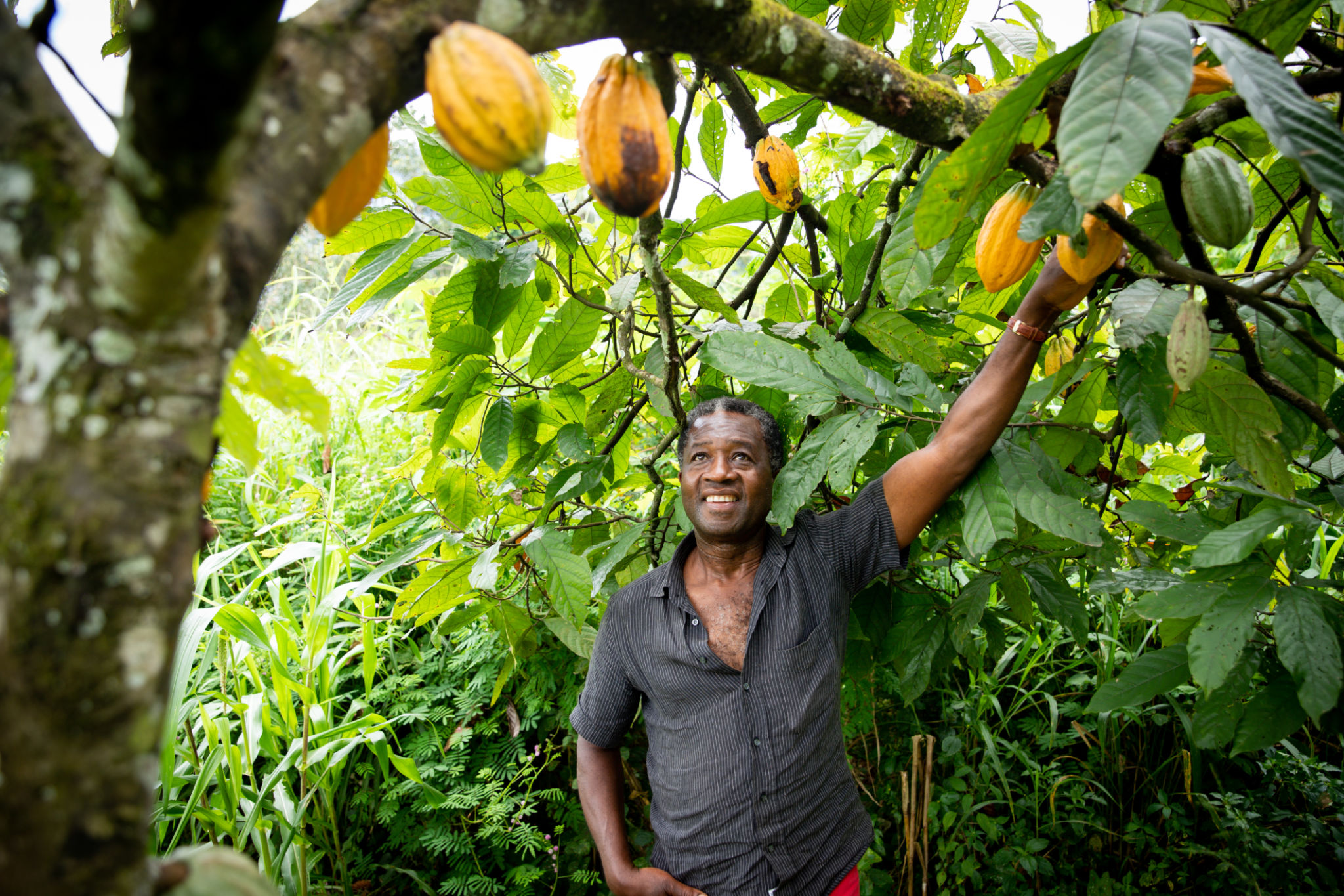 sustainable cocoa farm