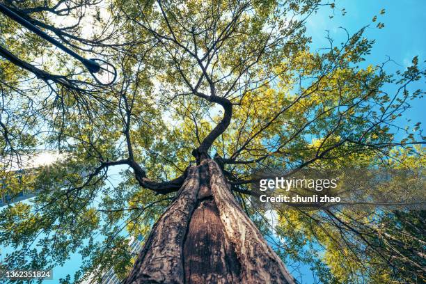 low angle view of a tree - directly below tree photos et images de collection