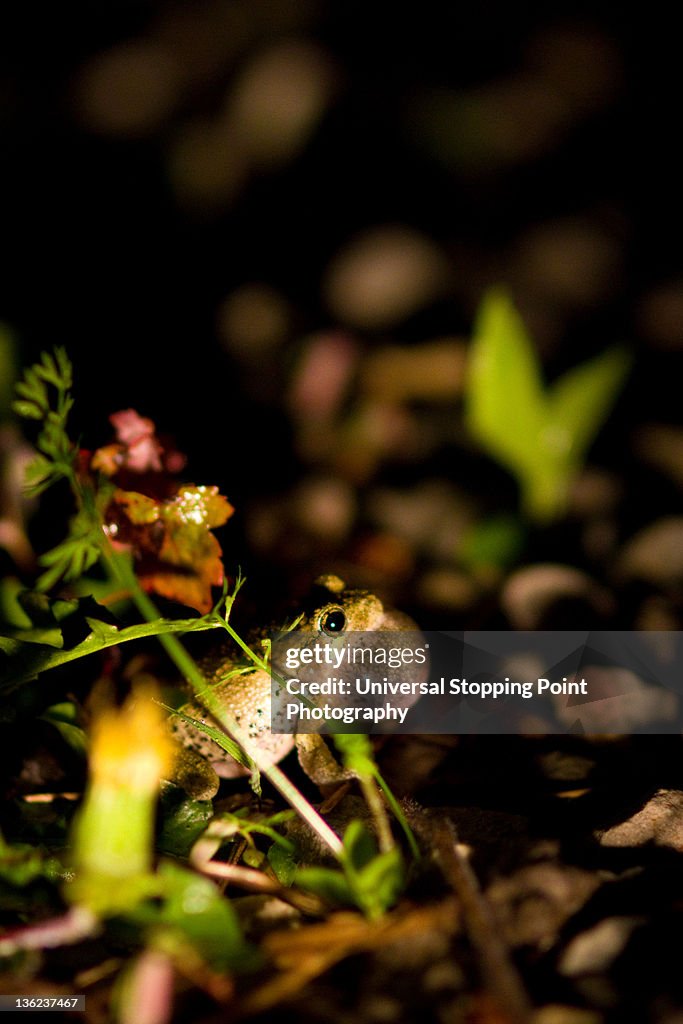 Bloated croak