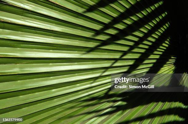 close up of a ruffled fan palm (licuala grandis) leaf and shadows - fan palm tree stock-fotos und bilder