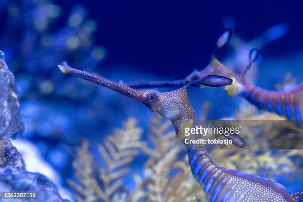 sea horse - invertebrate stock pictures, royalty-free photos & images