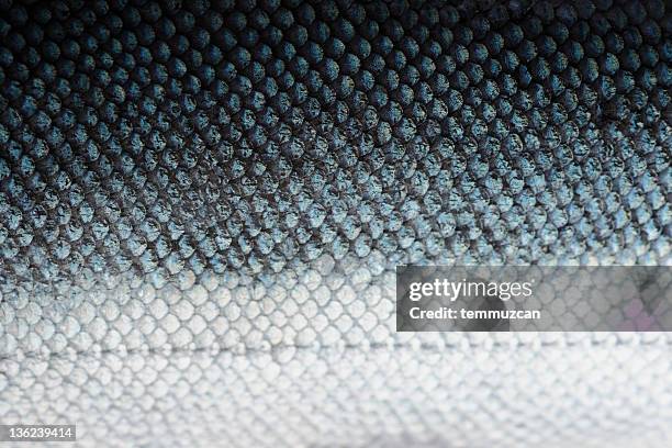 salmon scales with blue and white - macro stock pictures, royalty-free photos & images