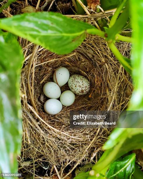 brood parasitism of purple finch nest - cowbird stock pictures, royalty-free photos & images