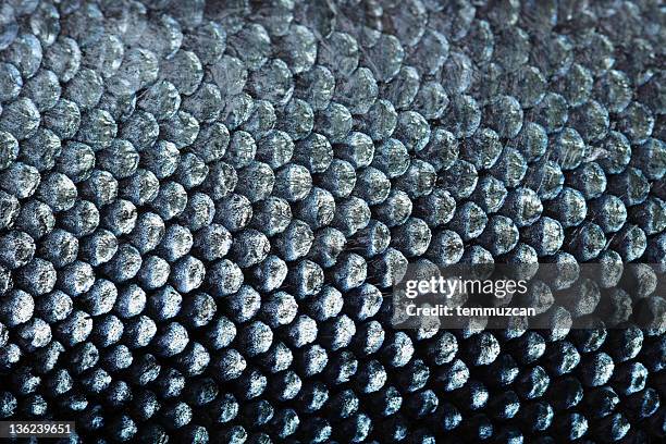 salmon scale - animal close up stockfoto's en -beelden