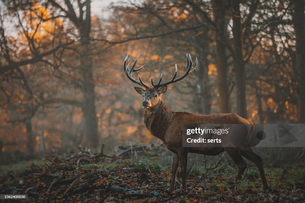 Red Deer Stag Portrait