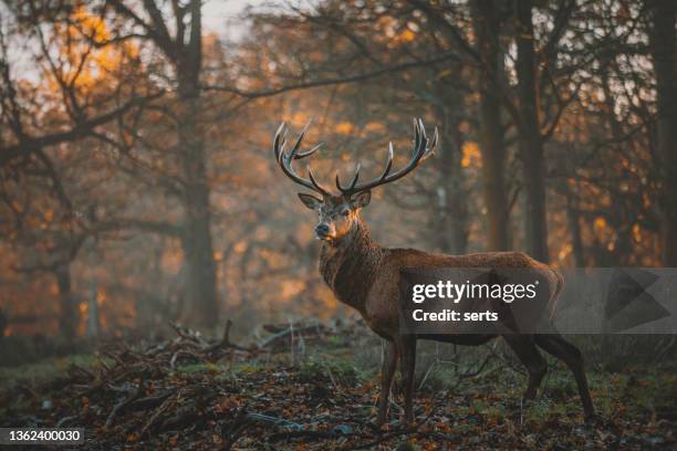 red deer stag portrait - forest twilight stock pictures, royalty-free photos & images