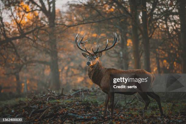 red deer stag portrait - deer antler silhouette stock pictures, royalty-free photos & images