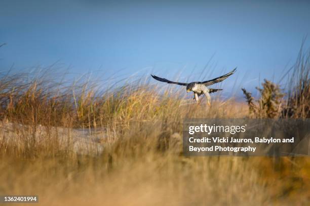 beautiful scenic of peregrine falcon hunting over dunes at long beach island, new jersey - peregrine falcon stock-fotos und bilder