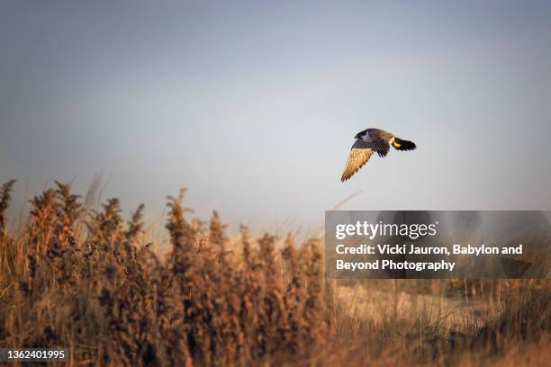 beautiful scenic of peregrine falcon hunting over dunes at long beach island, new jersey - peregrine falcon stock-fotos und bilder