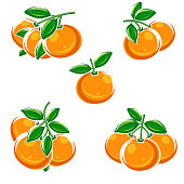 Mandarin set. Collection icons mandarin. Vector
