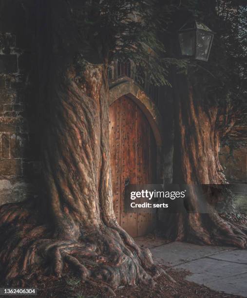 mystical yew tree door in stow-on-the-wold, uk - yew tree stock pictures, royalty-free photos & images