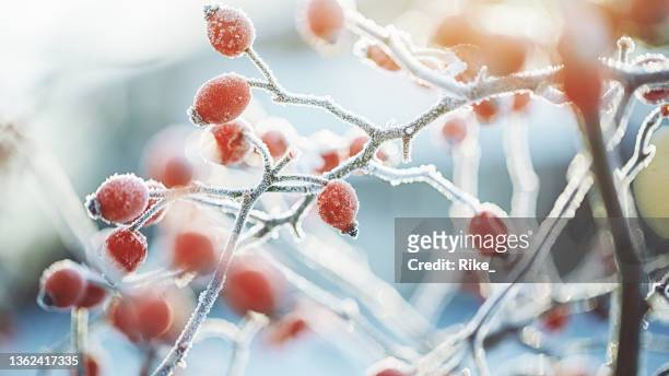 frozen dog rose on a cold dark winter day - winter stock pictures, royalty-free photos & images