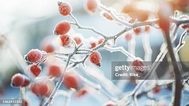 frozen dog rose on a cold dark winter day - lovely frozen leaves stock pictures, royalty-free photos & images