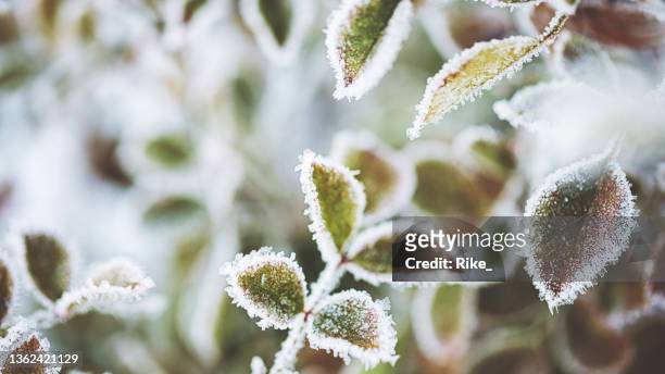 gefrorene pflanzen im verschneiten winter - rosenblätter stock-fotos und bilder