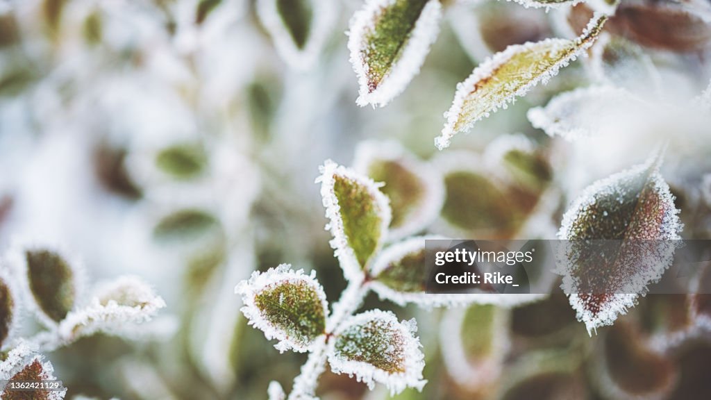 雪の多い冬の凍った植物
