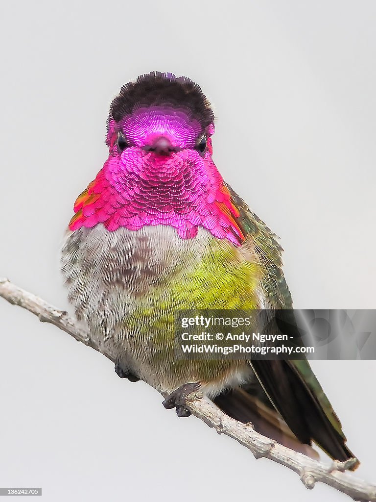 Hummingbird portrait