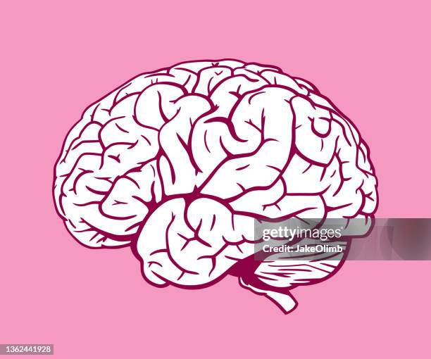 brain hand drawn 1 - brain sketch stock illustrations