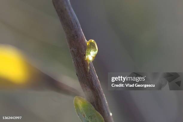 sap - látex flora - fotografias e filmes do acervo