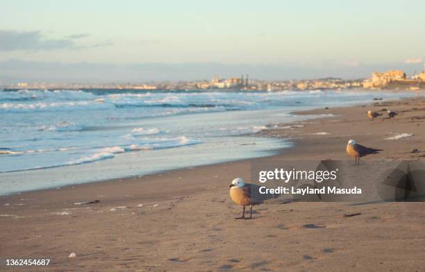 seagulls on the beach - torrance stock pictures, royalty-free photos & images