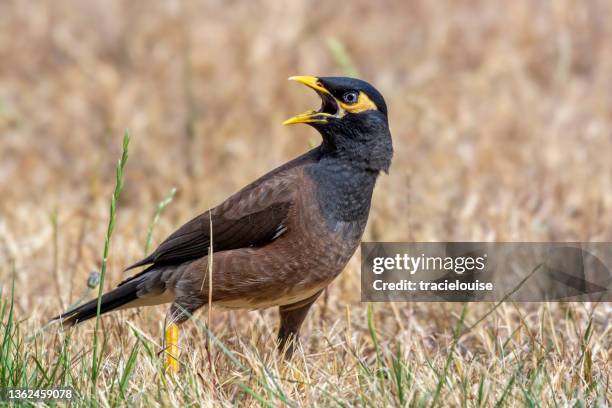 indischer myna-vogel (acridotheres tristis) - australia bird stock-fotos und bilder