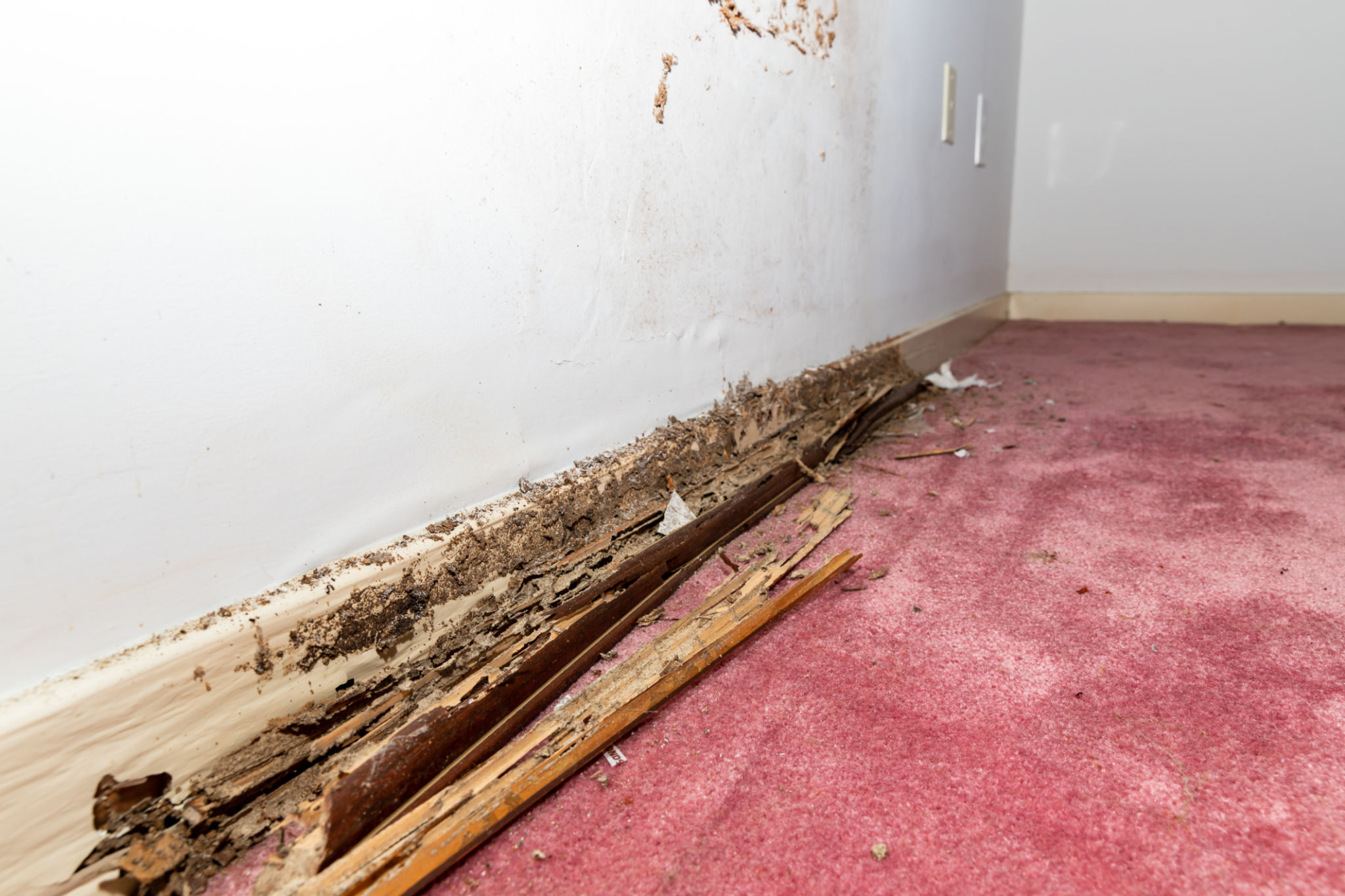 Wall baseboard damaged by termites and water Wall baseboard damaged by termites and water