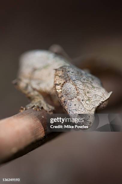 leaf-tailed gecko male madagascar - uroplatus phantasticus ストックフォトと画像