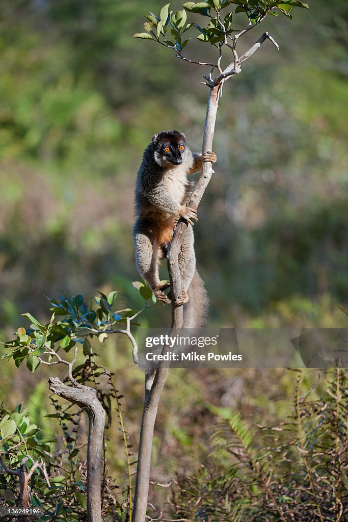 Red-fronted Brown Lemur Madagascar